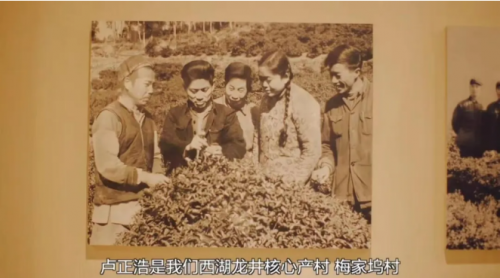 抖音电商直播炒茶国货老品牌一个春茶季卖出千万开云APP 开云官网入口元龙井(图4)