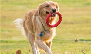 2022年咨询服务行业发展趋势及规模调研分析Kaiyun 开云(图2)