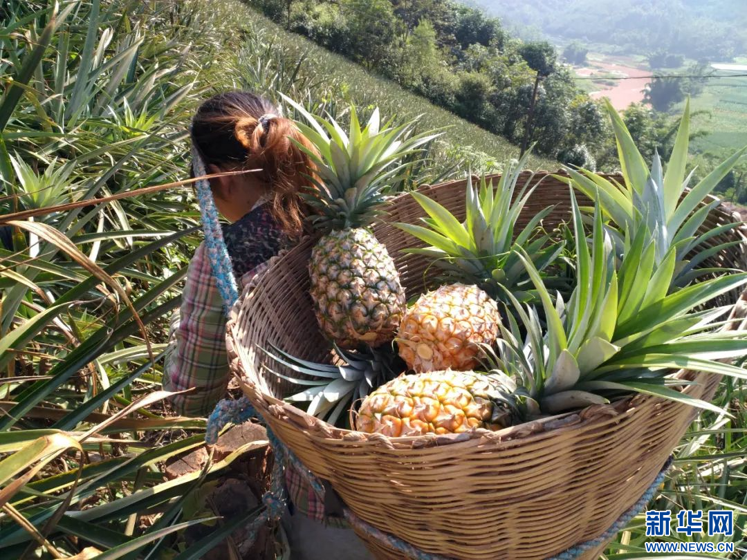 云南景谷：小菠萝铺就“甜蜜致富路”_新华网开云 开云体育官网(图1)